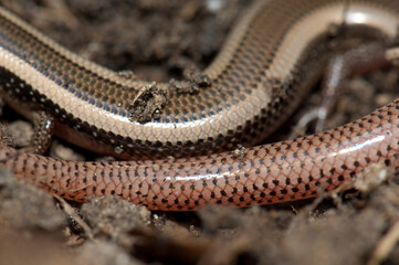 Body and tail of bronze grass skink Eutropis macularia. Keoladeo Ghana National Park. Bharatpur. Rajasthan. India.