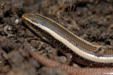 Bronze grass skink Eutropis macularia. Keoladeo Ghana National Park. Bharatpur. Rajasthan. India.