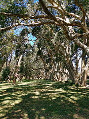Fototapeta premium Beautiful view of a public park with green grass, tall trees and deep blue sky in the background, Centennial park, Sydney, New South Wales, Australia 