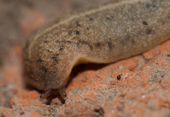 Leatherleaf slug Veronicellidae on the ground. Keoladeo Ghana National Park. Bharatpur. Rajasthan. India.