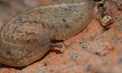 Leatherleaf slug Veronicellidae on the ground. Keoladeo Ghana National Park. Bharatpur. Rajasthan. India.