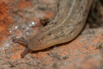 Leatherleaf slug Veronicellidae on the ground. Keoladeo Ghana National Park. Bharatpur. Rajasthan. India.