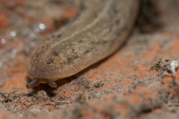 Leatherleaf slug Veronicellidae on the ground. Keoladeo Ghana National Park. Bharatpur. Rajasthan. India.