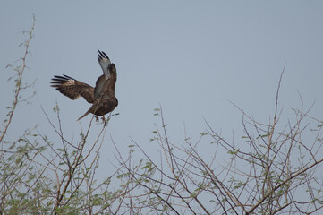 Common buzzard Buteo buteo taking flight. Keoladeo Ghana National Park. Bharatpur. Rajasthan. India.