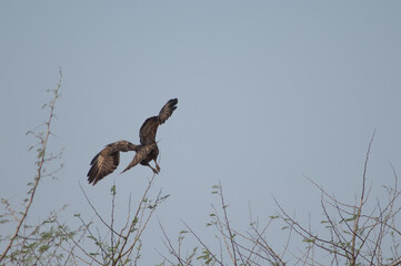 Common buzzard Buteo buteo taking flight. Keoladeo Ghana National Park. Bharatpur. Rajasthan. India.