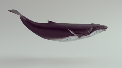 Humpback Whale 3d illustration render   © paul