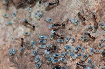 Ants tending eggs and larvae. Keoladeo Ghana National Park. Bharatpur. Rajasthan. India.
