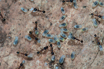 Ants tending eggs and larvae. Keoladeo Ghana National Park. Bharatpur. Rajasthan. India.