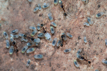 Ants tending eggs and larvae. Keoladeo Ghana National Park. Bharatpur. Rajasthan. India.