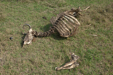 Zebu carcass Bos primigenius indicus. Keoladeo Ghana National Park. Bharatpur. Rajasthan. India.