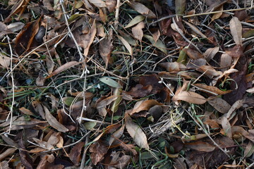 close up of a pile of fallen leaves on a cold autumn day