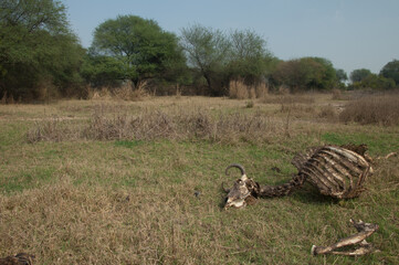Obraz na płótnie Canvas Zebu carcass Bos primigenius indicus. Keoladeo Ghana National Park. Bharatpur. Rajasthan. India.
