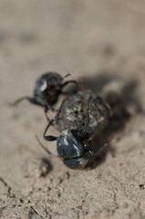 Two dung beetles fighting over a ball of dung. Keoladeo Ghana National Park. Bharatpur. Rajasthan. India.