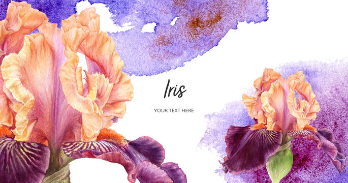 Facebook Template Purple Iris Flower Watercolor Botanical Hand Drawn Illustration 