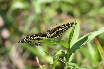 Papilio demodocus, auch bekannt unter der englischen Bezeichnung Citrus Swallowtail („Zitrusschwalbenschwanz“), ist ein Schmetterling aus der Familie der Ritterfalter (Papilionidae). Sein Verbreitungs