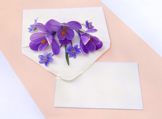 Spring snowdrops flowers violet crocuses and blue flowers hepatica in postal envelope and blank sheet with space for text on a coral pink paper and white background