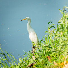 Great White Heron (egret)