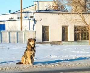 Watchdog sitting on a snowy road