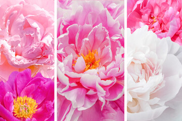 Collage of pink and white peony flowers