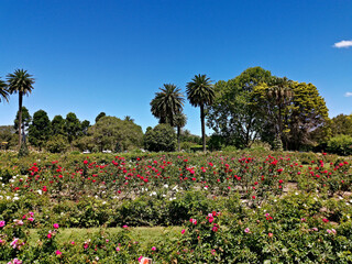Beautiful view of a garden with flowers and plants in the park, Centennial park, Sydney, New south Wales, Australia
