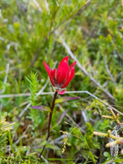 View of a red wild flower in a forest in Canada
