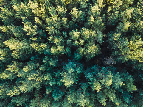 Aerial shot Flying over green trees forest at sunrise. Background and texture © Leonid