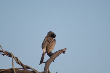 Red-vented bulbul Pycnonotus cafer preening. Keoladeo Ghana National Park. Bharatpur. Rajasthan. India.
