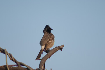 Red-vented bulbul Pycnonotus cafer on a branch. Keoladeo Ghana National Park. Bharatpur. Rajasthan. India.