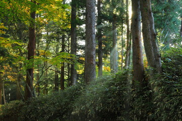 Fototapeta premium 世界遺産 紅葉の中尊寺