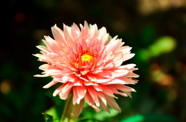 Details of beautiful pink and salmon color dahlia flower. Abstract detailed floral patterns. Selective focus on flower.