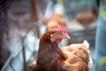 Chicken is in a chase. Stock photo 
