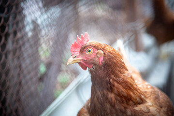 Chicken is in a chase. Stock photo 
