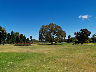 Beautiful view of a public park with green grass, tall trees and deep blue sky in the background, Centennial park, Sydney, New South Wales, Australia
