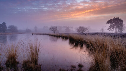 sunrise with orange purple colorful sky above a fen with reed collar in the foreground in the Netherlands
