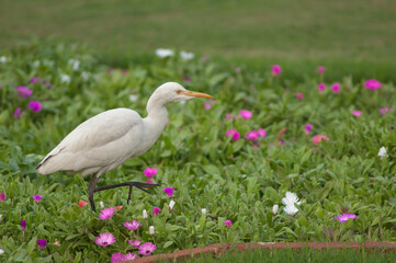 Cattle egret Bubulcus ibis in the Taj Mahal gardens. Agra. Uttar Pradesh. India.