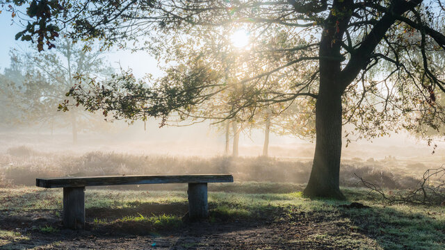 wooden bench under a tree overlooking the sunrise above the heather in nature reserve in the Netherlands at autumn season