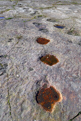 Dinosaurier-Spuren auf dem Bückeberg in Obernkirchen (Niedersachsen) // Dinosaur tracks in Germany © bennytrapp