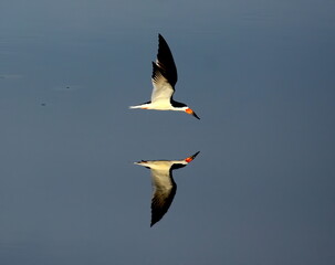 Lone Black skimmer skimming a calm water pond with reflection. Rynchops niger.