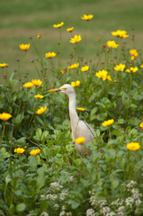 Cattle egret Bubulcus ibis in the Taj Mahal gardens. Agra. Uttar Pradesh. India.