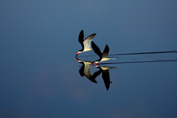 A pair of Black skimmers skimming calm water with reflection. Rynchops niger. - obrazy, fototapety, plakaty
