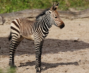 Fototapeta na wymiar Full body shot of a young Zebra standing on open ground.