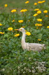 Fototapeta premium Cattle egret Bubulcus ibis in the Taj Mahal gardens. Agra. Uttar Pradesh. India.
