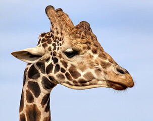 Close up of a giraffe's head.