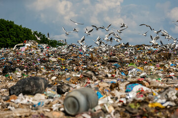 Seagulls fly over a pile of garbage at a large landfill near Kyiv, Ukraine. May 2016