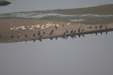 Great cormorants Phalacrocorax carbo, Eurasian spoonbills Platalea leucorodia and painted storks Mycteria leucochepala. Yamuna River. India.