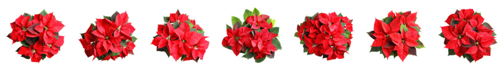 Set of poinsettias on white background, top view. Christmas traditional flower, banner design