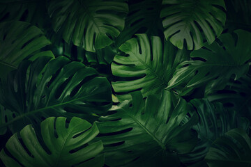 Many bright green tropical leaves as background
