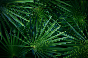 Obraz premium Many bright green tropical leaves as background