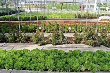 Farm land of salad vegetable