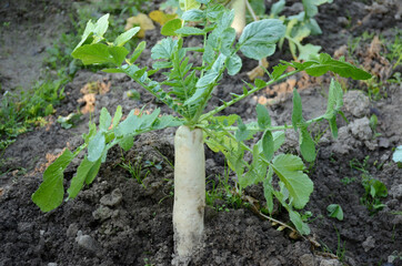 the ripe white radish with green leaves in the garden.